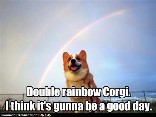 Double rainbow Corgi.