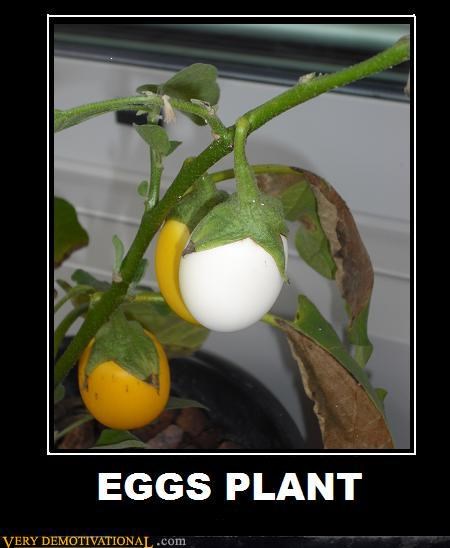 EGGS PLANT