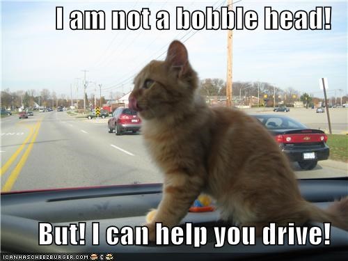 I am not a bobble head!  But! I can help you drive!