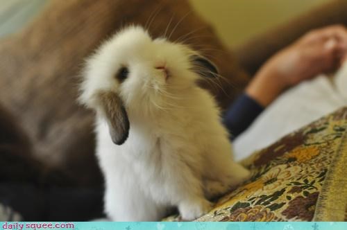 A Little Lop-Sided
