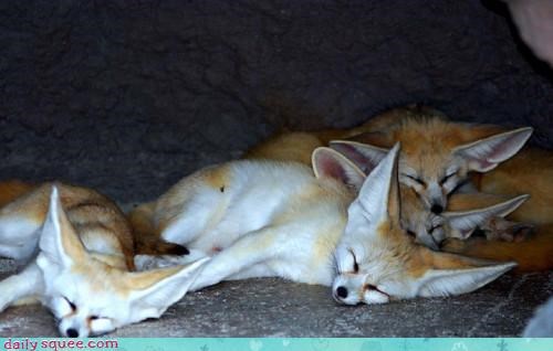 Sleeping Fennec Foxes