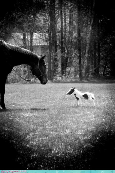 The Itty Bittiest Horse Ever Born