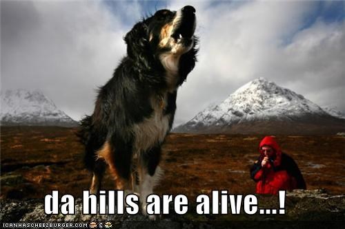 da hills are alive...!