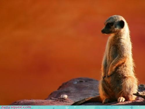 Squee Spree: Dharma Meerkat Has Attained Nirvaña