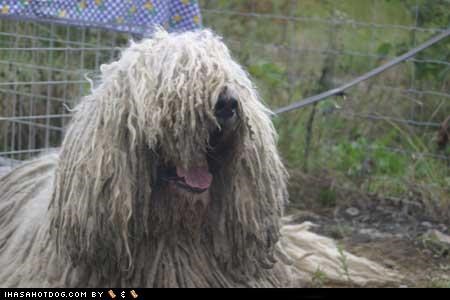 Happy Komondor is Happy
