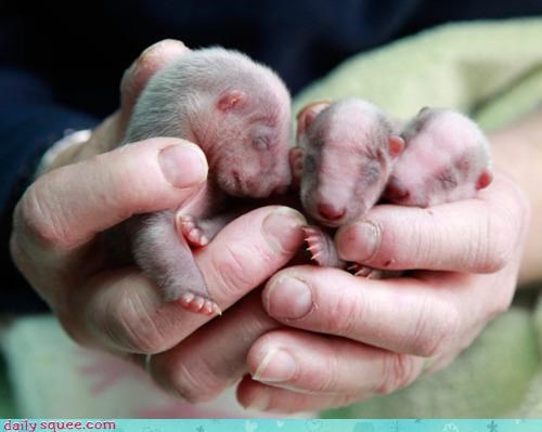 Itty Bitty Badger Babies