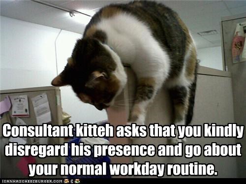 Consultant kitteh asks that you kindly disregard his presence and go about your normal workday routine.