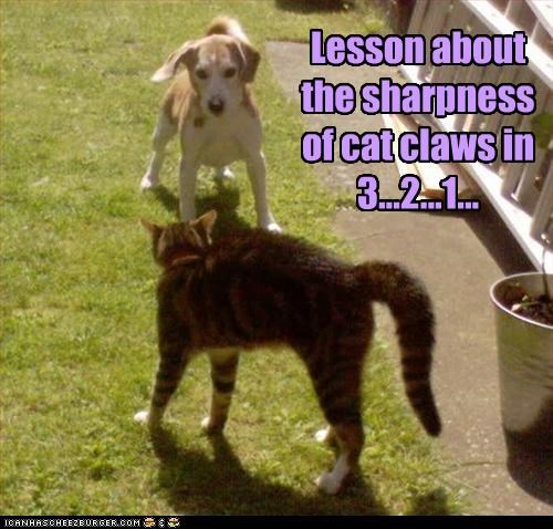 Lesson about the sharpness of cat claws in 3...2...1...