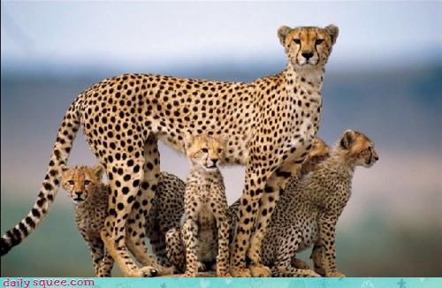 Acting Like Animals: Don't You Be Messin' With My Babies!