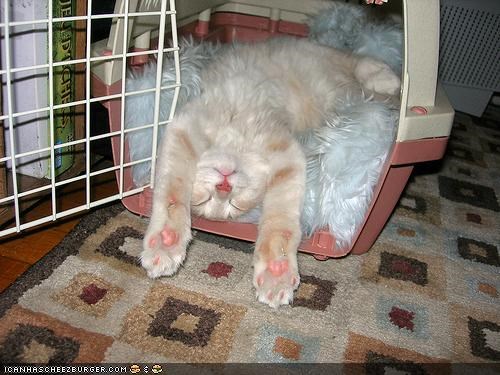 Cyoot Kitteh of teh Day: Wuz Gonna Get Up n Leev, But Den I Gotz Tyred...