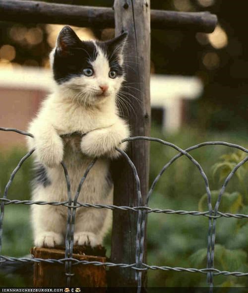 Cyoot Kitteh of teh Day: Teh Grass iz Alwaiz Greener on teh Udder Sied ob teh Fense
