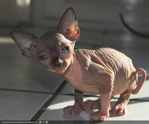 Cyoot Kitteh of teh Day: Ai Crey Cuz Iz Nekkid...