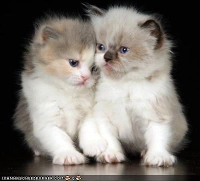 Cyoot Kittehs of teh Day: Fraternal Twinz