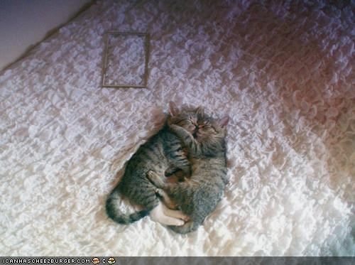 Cyoot Kittehs of teh Day: Quik Katnap Wiff Mah BFF