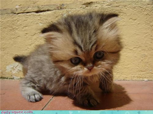 Wil' Buttercup