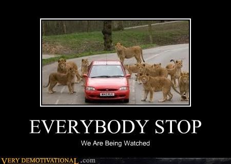 EVERYBODY STOP