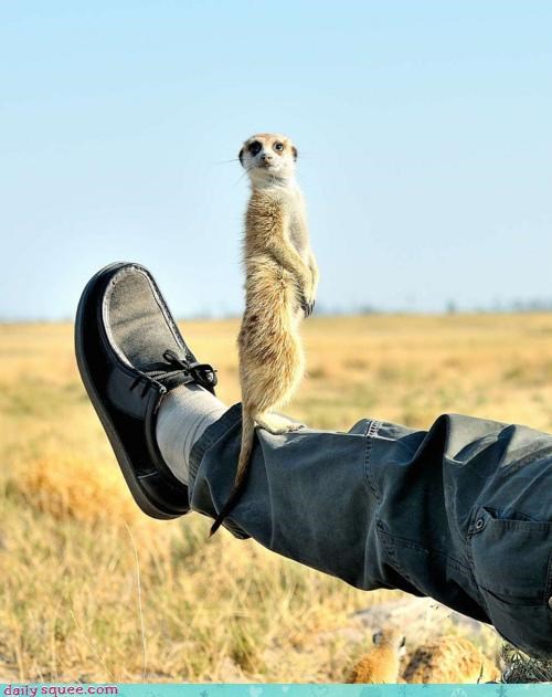 Getting a Leg Up...
