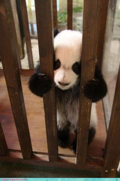 Acting Like Animals: Doin' Time for Bamboo Trafficking