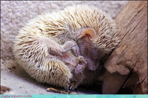 Prickled Sleep