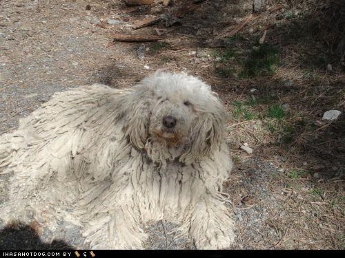 Camouflage, Komondor Style!