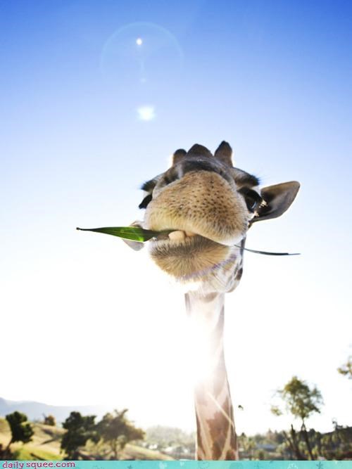 Acting Like Animals: Howdy, Pardner!