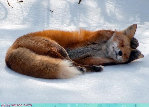 Acting Like Animals: I'M NOT LISTENING!