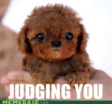 Baby Chewbacca Can See Into Your Soul.