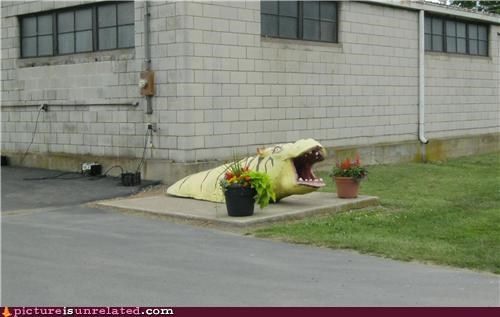 Hippo-Tiger