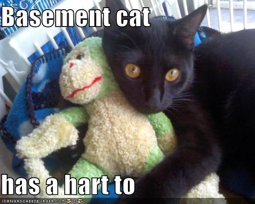 Basement cat  has a hart to