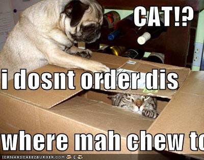 CAT!? i dosnt order dis where mah chew toy