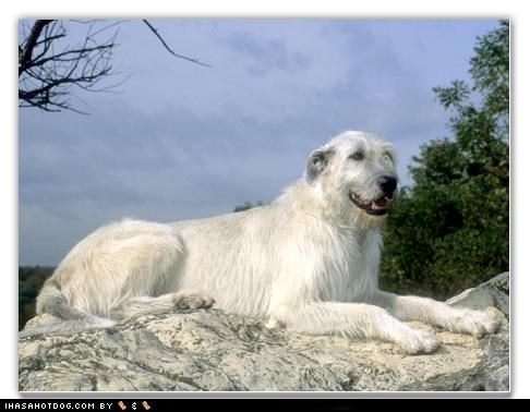 The King of the Mountain