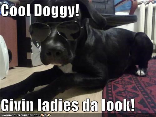 Cool Doggy!  Givin ladies da look!