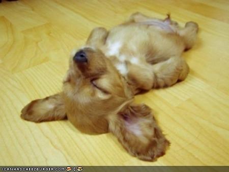 Cyoot Puppeh ob teh Day: Pooped puppeh iz pooped