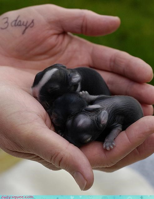 Itty Bitty Bunnies Squee