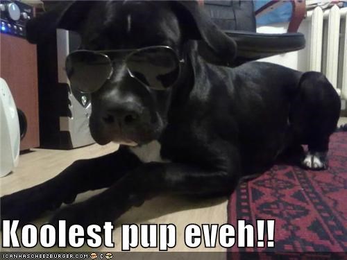 Koolest pup eveh!!