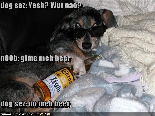 dog sez: Yesh? Wut nao? n00b: gime meh beer dog sez: no meh beer