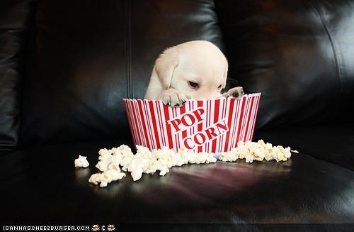 Cyoot Puppeh ob teh Day: Popcorn iz mai faborit part ob teevee tiem!