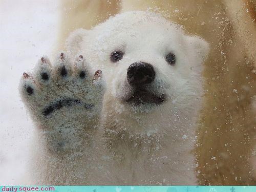 Acting Like Animals: Hi.