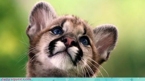 Itty Bitty Pretty Puma