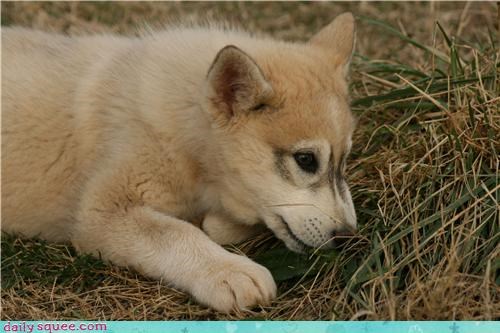 Squee Spree: Wonderful White Wolf Cub