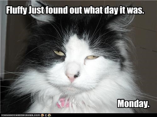 Fluffy Just found out what day it was.