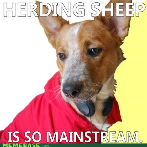 HIPSTER DOG