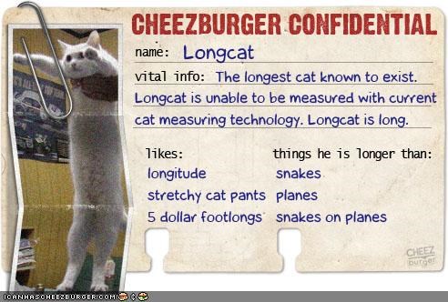 Cheezburger Confidential Presents: Longcat