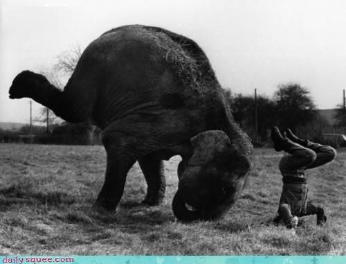 Acting Like Animals: Chasing My Gymnastic Dreams