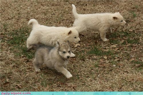 Squee Spree: The Three Wolfsketeers