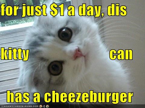 for just $1 a day, dis kitty                           can   has a cheezeburger