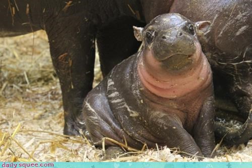 Happy Happy Hippo!