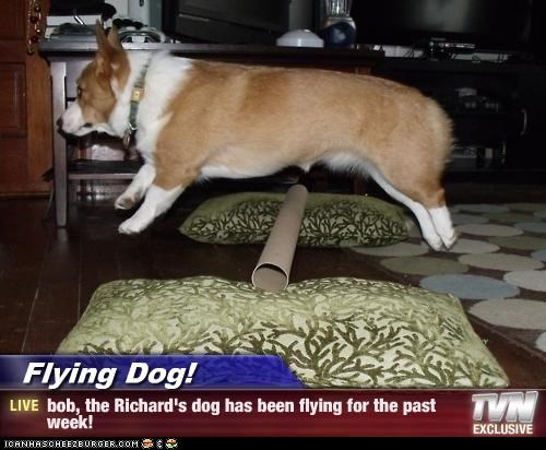 Flying Dog! - bob, the Richard's dog has been flying for the past week!
