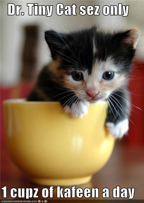 Dr. Tiny Cat sez only  1 cupz of kafeen a day
