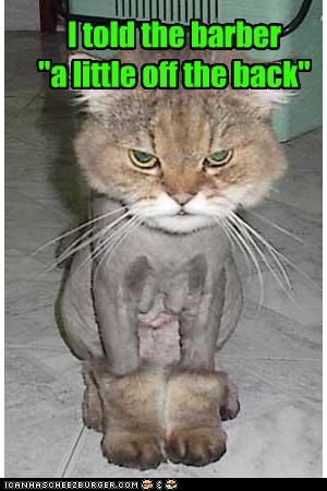 I told the barber  "a little off the back"